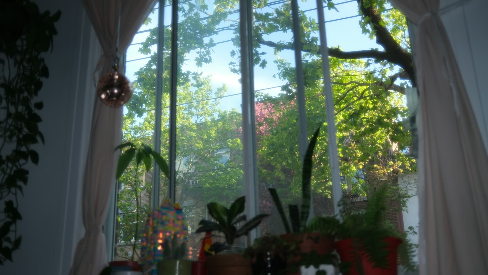 An apartment window in Montreal in spring, with plants on the windowsill.
